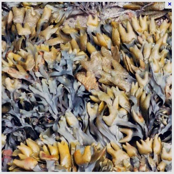 Le fucus vesiculosus. Les vesicules sont des flotteurs remplis de carbone.