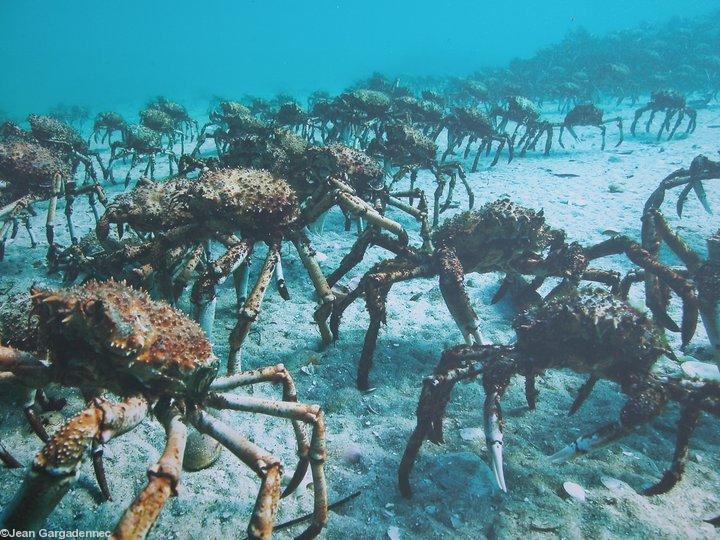 Retour annuel des arraignées de mer vers la côte 
bretonne.