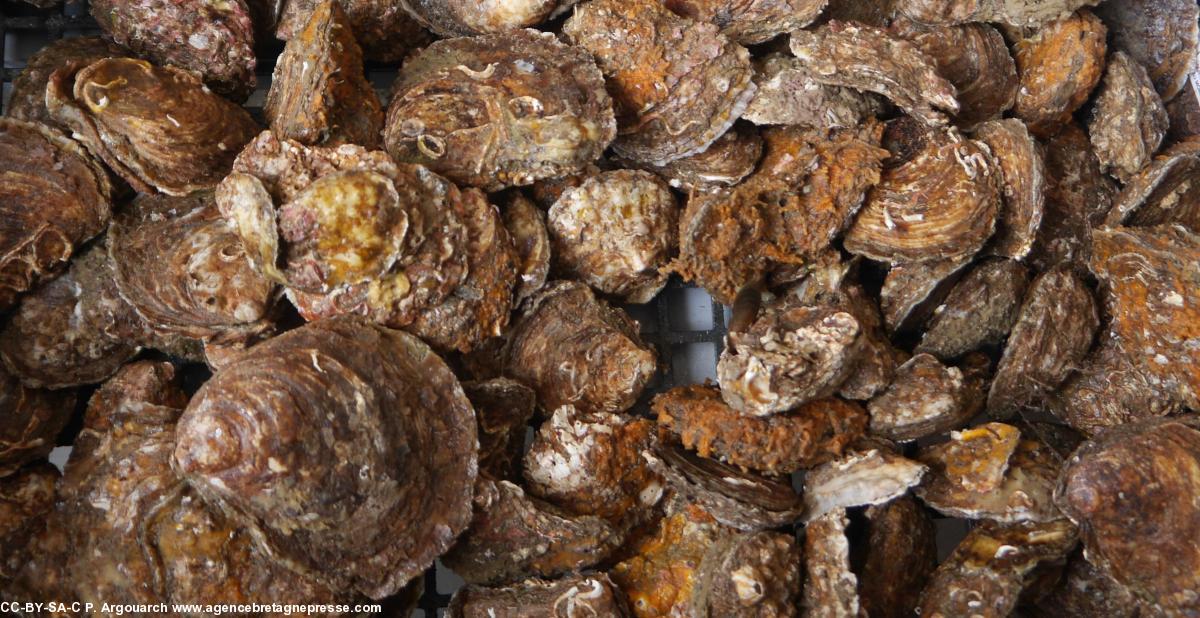 Huîtres de l'Odet