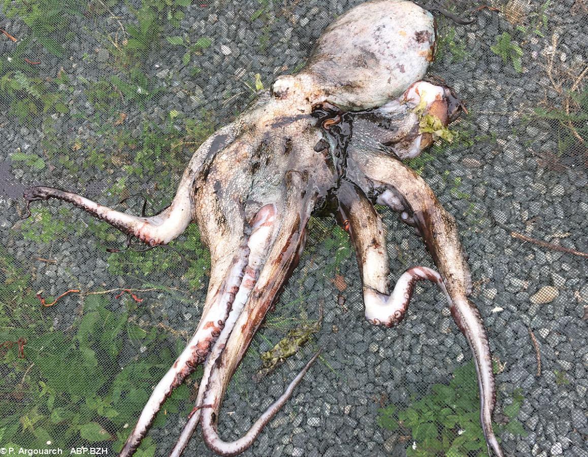 Poulpe pêché à Pouldreuzic. L'octopus vulgaris est une espèce méditerranéenne.