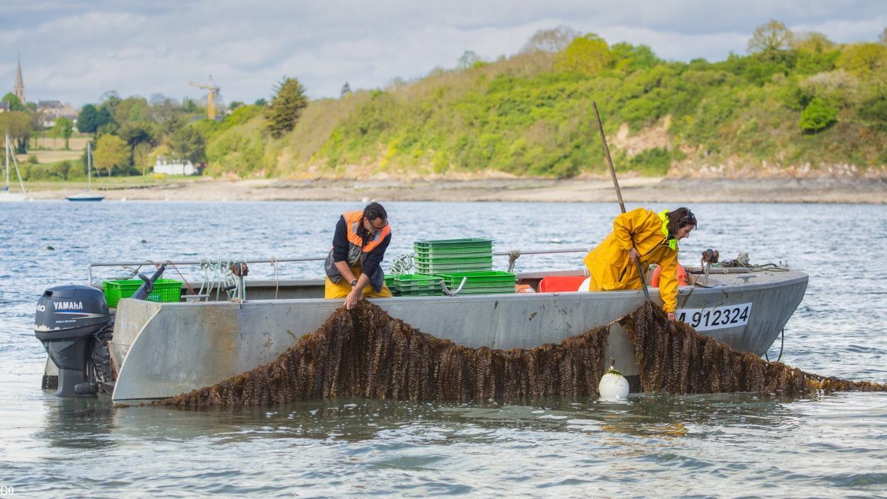 Algoculture  sur filin dans la rance. Photo C-Weeds aquaculture.