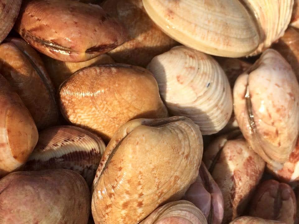 Palourdes roses des Glénans