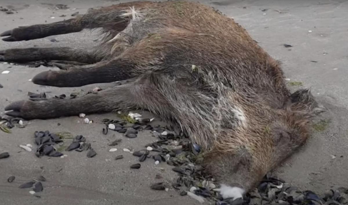 Un sanglier mort d'une intoxication au H₂S à l'embouchure du Gouessant (photo youtube France 3)