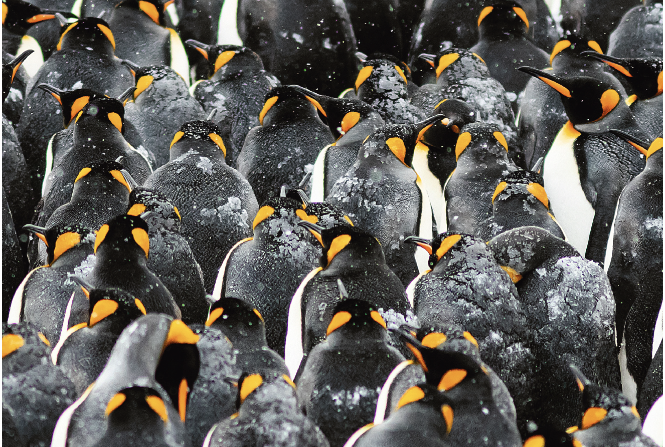 "Toutes les photos de ce livre ont été prises dans le respect des animaux et de leur environnement, sans causer de dérangement. Cette démarche photographique s’inscrit dans la volonté de préservation de la biodiversité, essentielle dans notre travail et notre quotidien. "
La photo :  Manchots royaux (Aptenodytes patagonicus) ©Nolwenn Trividic