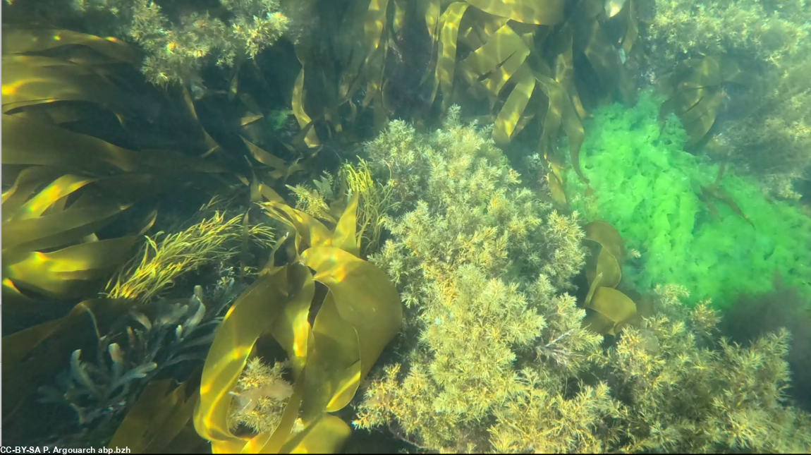 La biodiversité des fonds marins du littoral breton photographiée au sud de Léchiagat (Pays Bigouden). Sur quelques mètres carrés cohabitent laminaires (Laminaria digitata), du fucus denté (Fucus serratus), de jeunes himanthales (Himanthalia elongata), la sargasse japonaise (Sargassum muticum), espèce invasive en expansion, et des ulves (Ulva lactuca) ou l'algue verte que l'on retrouve échouée sur les plages.